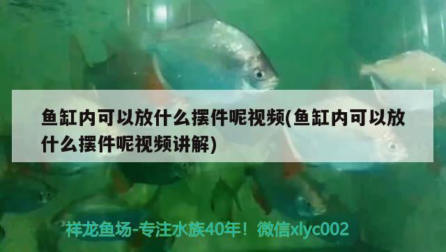 金元寶金魚如何喂養(yǎng)，元寶魚吃肉不 觀賞魚 第1張