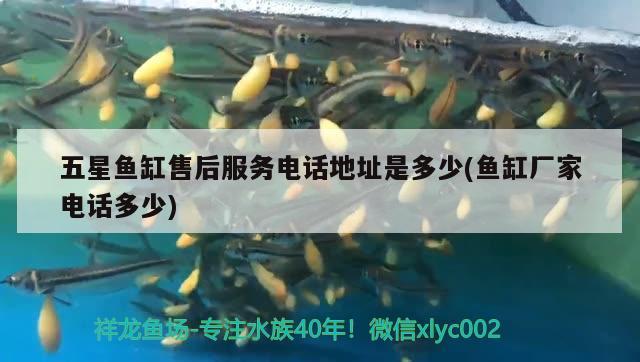 五星魚缸售后服務電話地址是多少(魚缸廠家電話多少) 夢幻雷龍魚