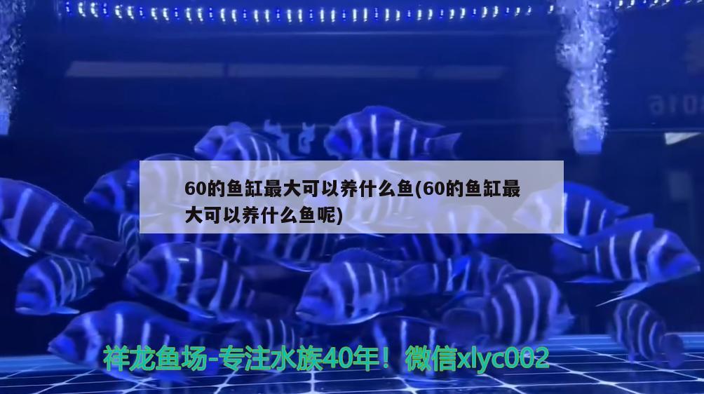 60的魚缸最大可以養(yǎng)什么魚(60的魚缸最大可以養(yǎng)什么魚呢) 水族世界