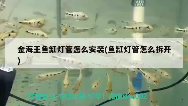 沈陽哪里有賣二手魚缸的店鋪地址（沈陽二手魚缸低價出售） 飛鳳魚苗 第2張