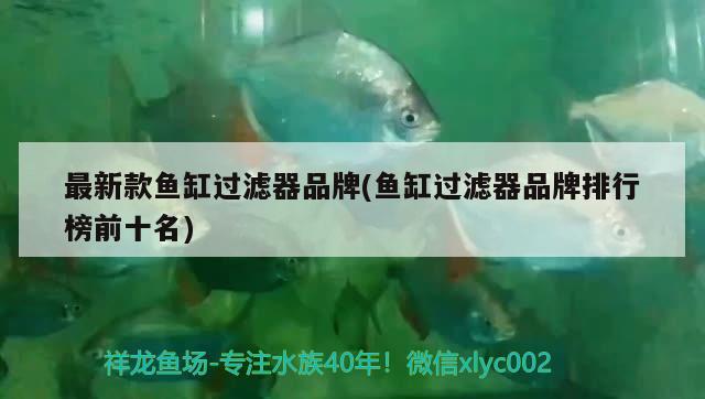 最新款魚缸過濾器品牌(魚缸過濾器品牌排行榜前十名) 狗仔（招財(cái)貓)魚苗