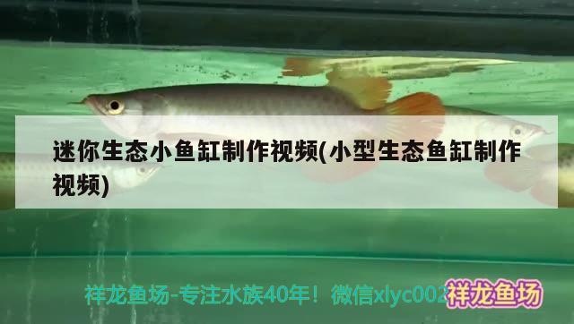 金魚缸內(nèi)白絲的原因是什么如何處理金魚缸內(nèi)的白絲病的癥狀，如何處理金魚缸內(nèi)的白絲 野生埃及神仙魚 第2張