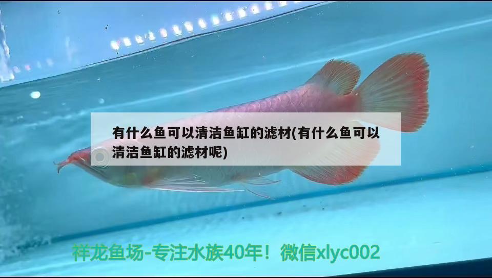 有什么魚可以清潔魚缸的濾材(有什么魚可以清潔魚缸的濾材呢) 魚缸百科