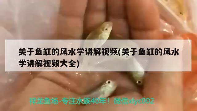 關(guān)于魚缸的風水學(xué)講解視頻(關(guān)于魚缸的風水學(xué)講解視頻大全) 魚缸風水