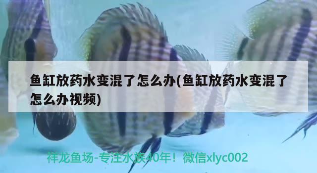 魚缸放藥水變混了怎么辦(魚缸放藥水變混了怎么辦視頻)