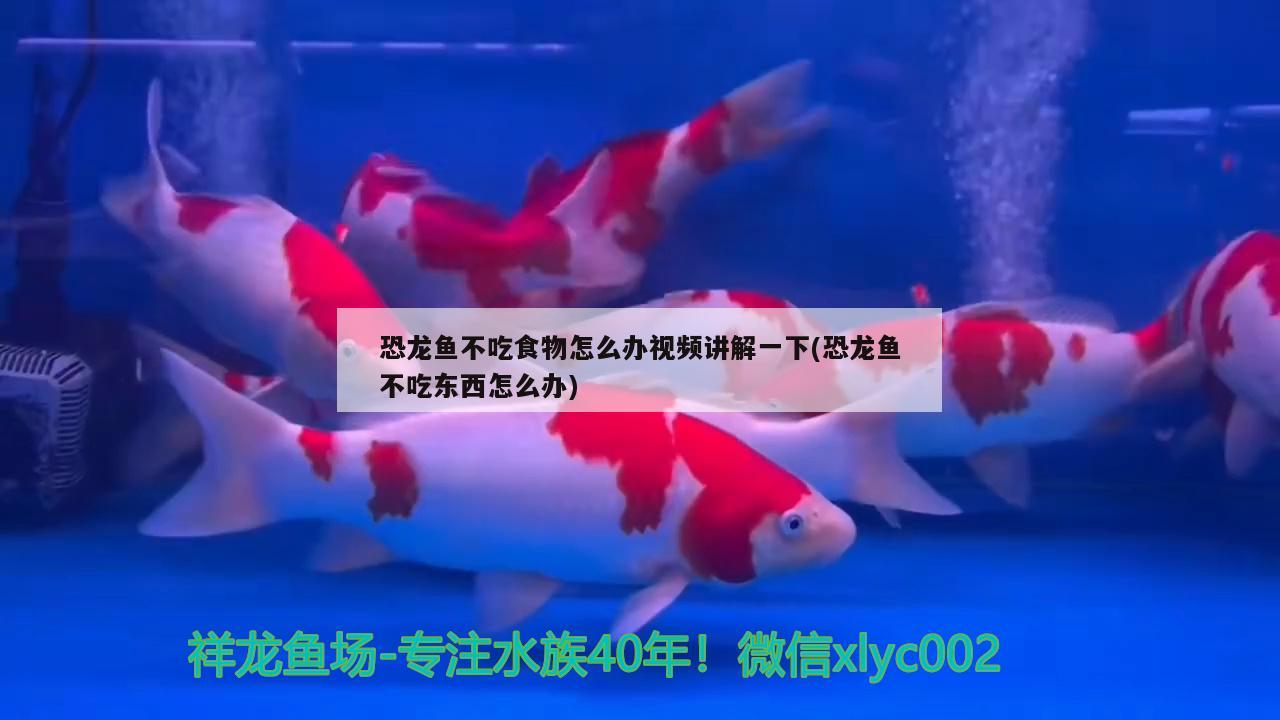 魚缸清道夫有哪些品種（魚缸里的清道夫起什么作用） 黃金斑馬魚