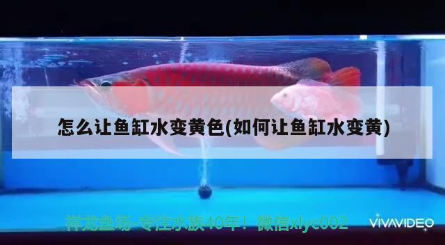 怎么讓魚缸水變黃色(如何讓魚缸水變黃)