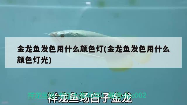 金龍魚發(fā)色用什么顏色燈(金龍魚發(fā)色用什么顏色燈光)