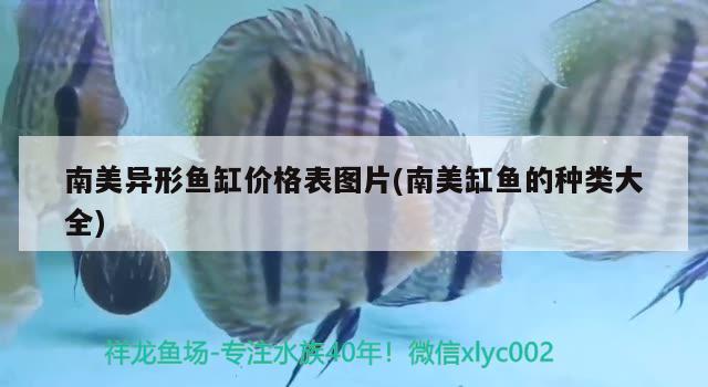 南美異形魚缸價格表圖片(南美缸魚的種類大全) 夢幻雷龍魚