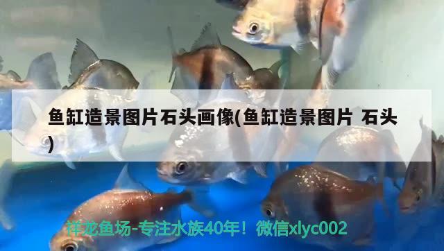 魚(yú)缸造景圖片石頭畫(huà)像(魚(yú)缸造景圖片石頭) 觀賞魚(yú)魚(yú)苗