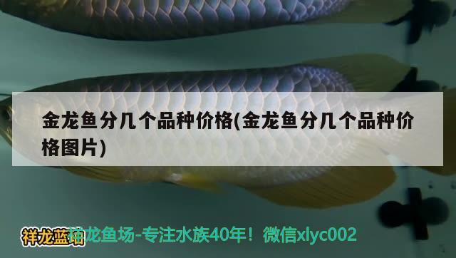 金龍魚(yú)分幾個(gè)品種價(jià)格(金龍魚(yú)分幾個(gè)品種價(jià)格圖片) 白化火箭魚(yú)