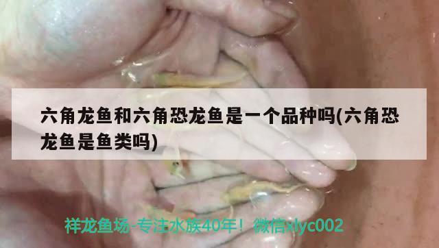 六角龍魚和六角恐龍魚是一個品種嗎(六角恐龍魚是魚類嗎) 造景/裝飾