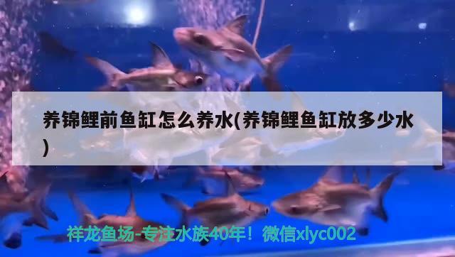 衡陽(yáng)魚(yú)缸制作公司電話號(hào)碼查詢(衡陽(yáng)魚(yú)缸制作公司電話號(hào)碼查詢地址) 廣州觀賞魚(yú)批發(fā)市場(chǎng)