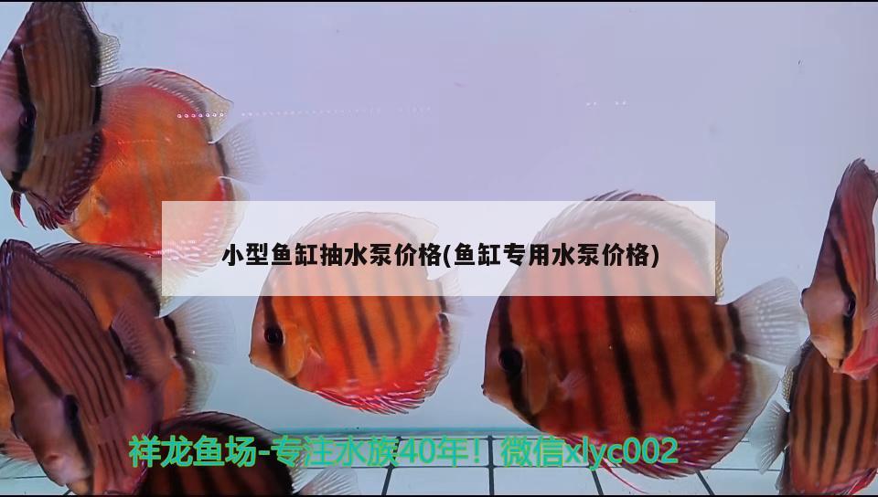 小型魚缸抽水泵價(jià)格(魚缸專用水泵價(jià)格) 狗仔招財(cái)貓魚