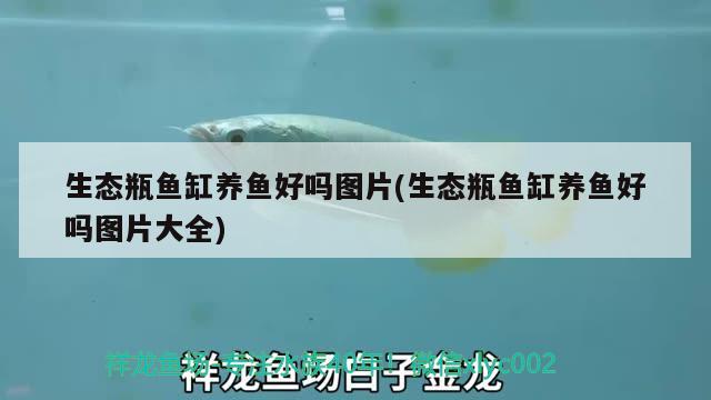 生態(tài)瓶魚缸養(yǎng)魚好嗎圖片(生態(tài)瓶魚缸養(yǎng)魚好嗎圖片大全) 杰西卡恐龍魚