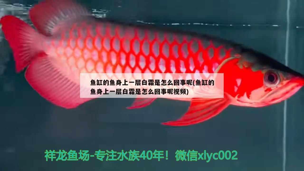 魚缸的魚身上一層白霜是怎么回事呢(魚缸的魚身上一層白霜是怎么回事呢視頻) 斯維尼關(guān)刀魚