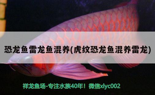 恐龍魚雷龍魚混養(yǎng)(虎紋恐龍魚混養(yǎng)雷龍) 過背金龍魚