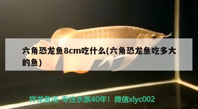 六角恐龍魚8cm吃什么(六角恐龍魚吃多大的魚)