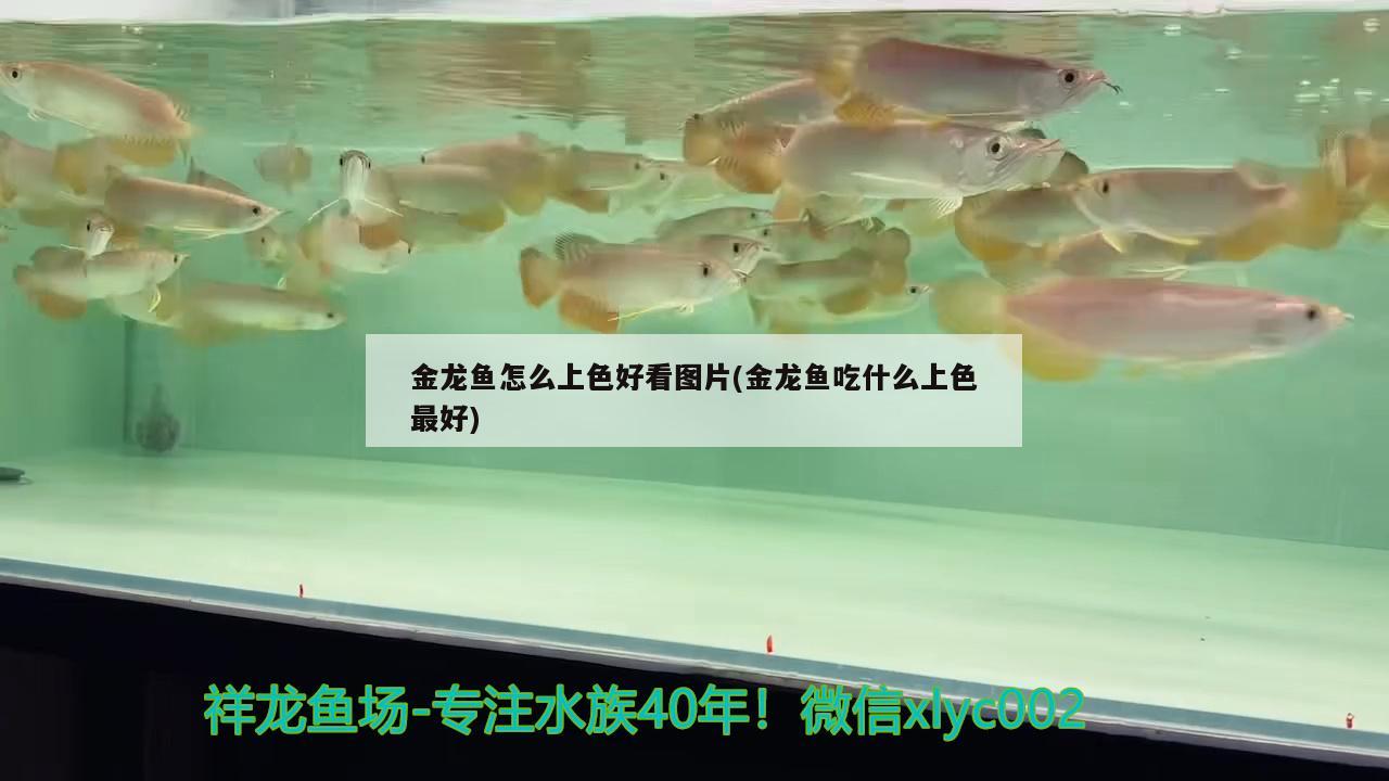 什么是橙鯛魚，怎么做好吃，白色的大片魚肉是什么魚