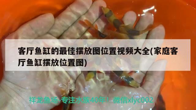 客廳魚缸的最佳擺放圖位置視頻大全(家庭客廳魚缸擺放位置圖) 觀賞魚百科