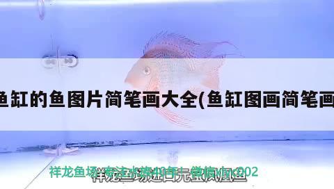 魚缸的魚圖片簡筆畫大全(魚缸圖畫簡筆畫) 虎魚百科