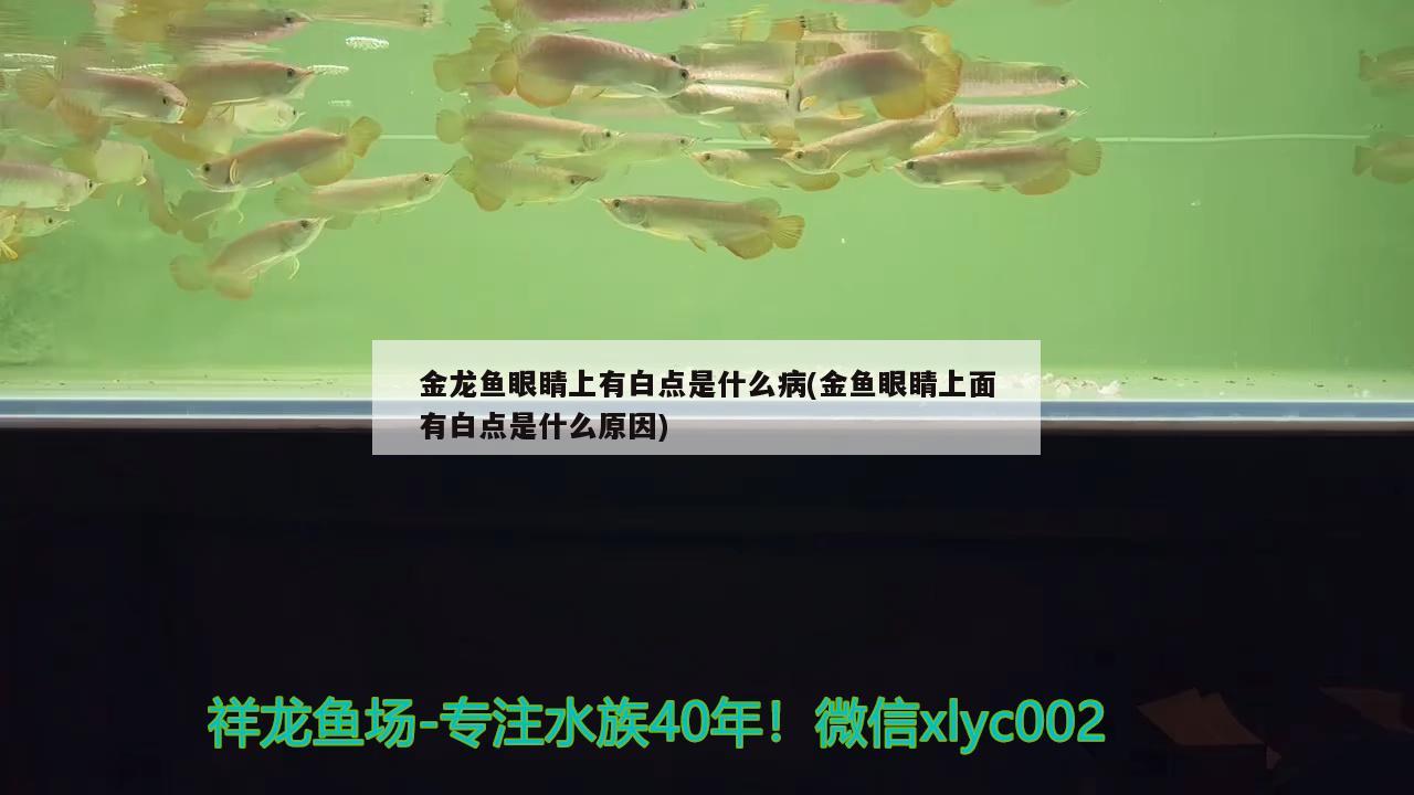 金龍魚眼睛上有白點(diǎn)是什么病(金魚眼睛上面有白點(diǎn)是什么原因)