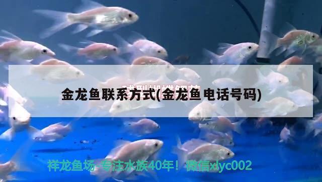 金龍魚聯(lián)系方式(金龍魚電話號(hào)碼)