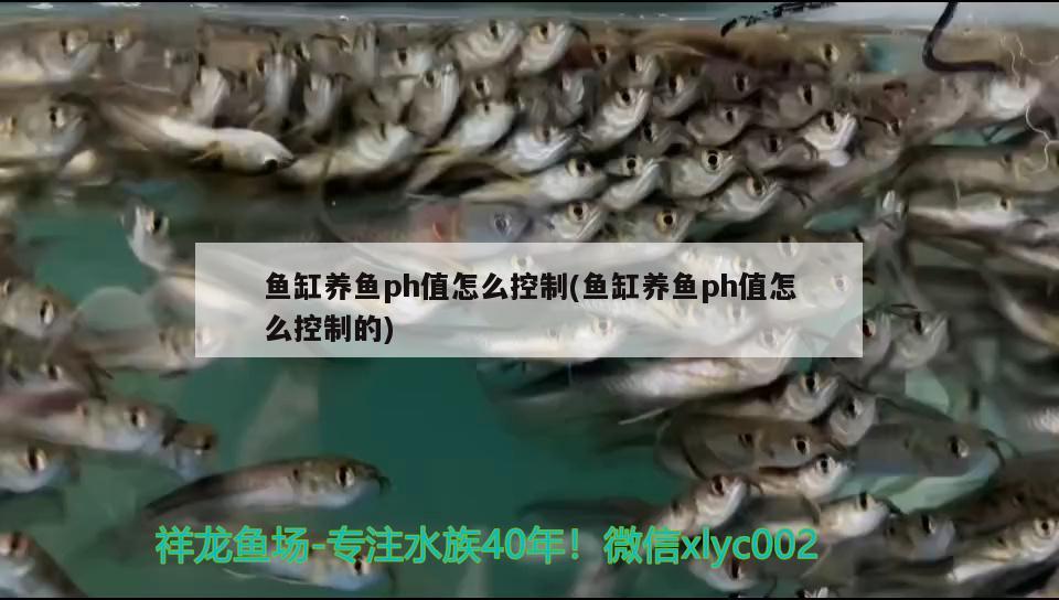 魚缸養(yǎng)魚ph值怎么控制(魚缸養(yǎng)魚ph值怎么控制的) 觀賞蝦蟹等飼料