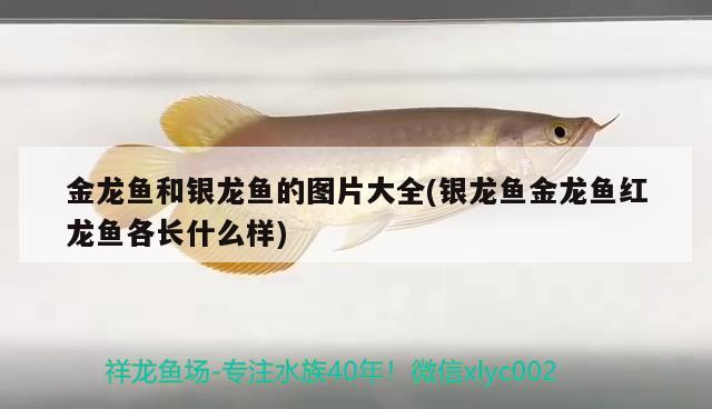 金龍魚和銀龍魚的圖片大全(銀龍魚金龍魚紅龍魚各長什么樣) 銀龍魚百科