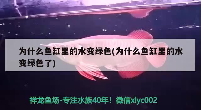 為什么魚缸里的水變綠色(為什么魚缸里的水變綠色了)