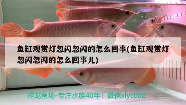 魚缸觀賞燈忽閃忽閃的怎么回事(魚缸觀賞燈忽閃忽閃的怎么回事兒) 黑白雙星魚