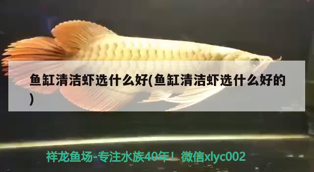 魚缸清潔蝦選什么好(魚缸清潔蝦選什么好的) 虎斑恐龍魚