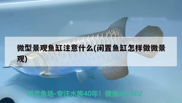 石家莊觀賞魚市場哪個最大，石家莊金魚油漆廠地址誰知道