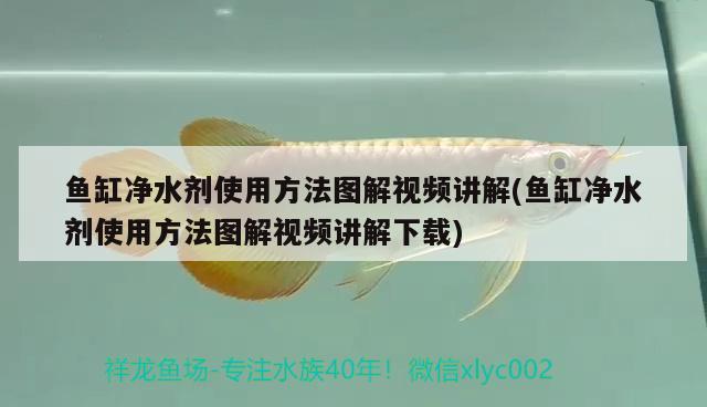 羅漢魚價格要多少 呢，羅漢魚拉白線