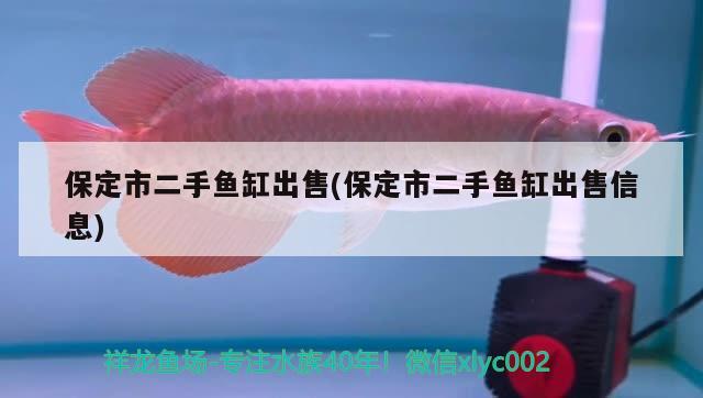 仙游哪里有賣魚缸的店子（仙游哪里有賣寵物狗的地方） 魚缸風水 第2張