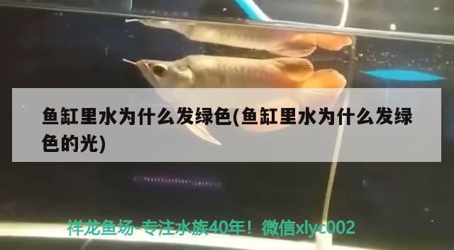 魚缸里水為什么發(fā)綠色(魚缸里水為什么發(fā)綠色的光)