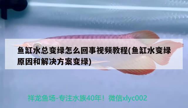 魚缸水總變綠怎么回事視頻教程(魚缸水變綠原因和解決方案變綠) 紅魔王銀版魚