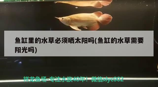 黑色的魚缸養(yǎng)什么魚好看呢視頻教程 黑色的魚缸什么樣的背景好