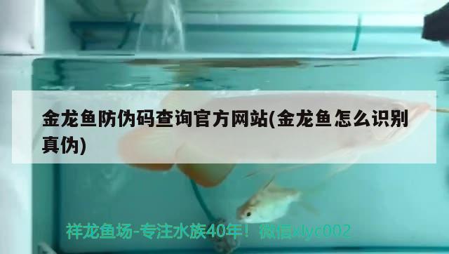 金龍魚防偽碼查詢官方網(wǎng)站(金龍魚怎么識別真?zhèn)?