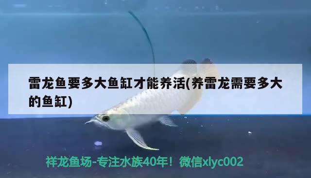 金魚全身顏色變白是怎么回事？，觀賞魚身上發(fā)白是什么原因金魚全身顏色變白是怎么回事 白子球鯊魚 第3張