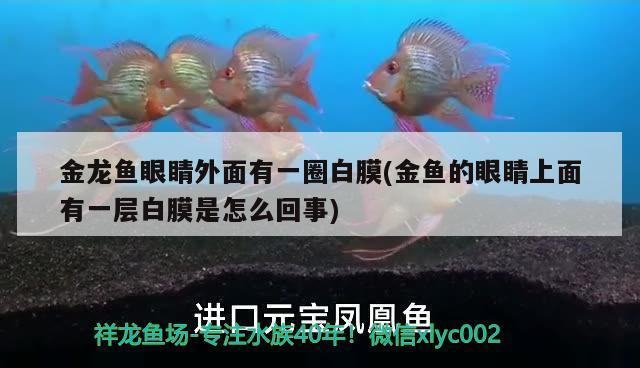 南通北大街三幅商業(yè)用地成功售出規(guī)劃總建筑面積超過100000平方米