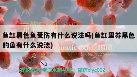 魚缸黑色魚受傷有什么說法嗎(魚缸里養(yǎng)黑色的魚有什么說法) 麥肯斯銀版魚