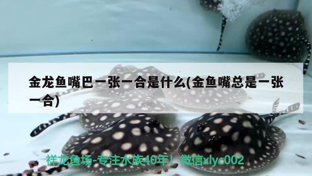 金龍魚嘴巴一張一合是什么(金魚嘴總是一張一合) 金頭過背金龍魚