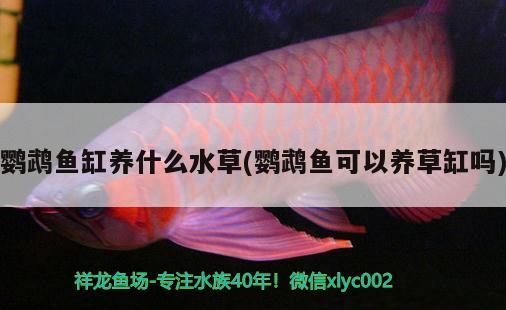 鸚鵡魚缸養(yǎng)什么水草(鸚鵡魚可以養(yǎng)草缸嗎) 鸚鵡魚