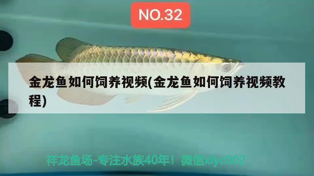 金龍魚(yú)如何飼養(yǎng)視頻(金龍魚(yú)如何飼養(yǎng)視頻教程) 祥龍龍魚(yú)魚(yú)糧