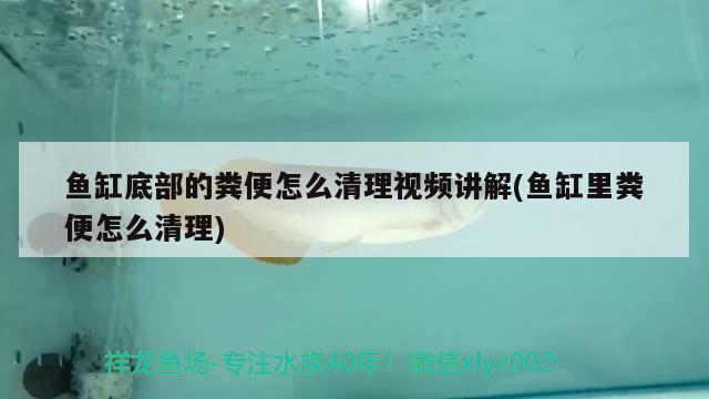 魚缸底部的糞便怎么清理視頻講解(魚缸里糞便怎么清理)