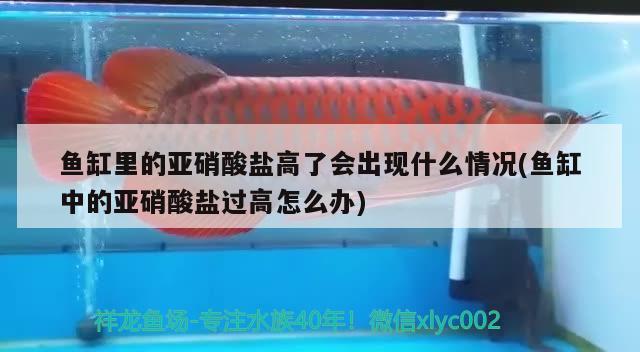 魚缸里的亞硝酸鹽高了會出現(xiàn)什么情況(魚缸中的亞硝酸鹽過高怎么辦) 印尼虎苗