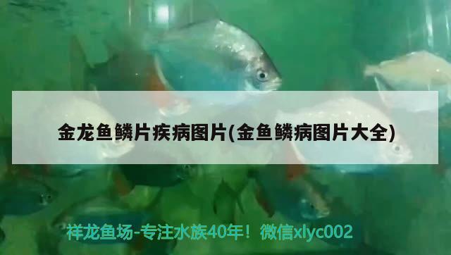 金龍魚鱗片疾病圖片(金魚鱗病圖片大全) 水溫計