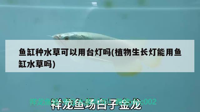 魚缸種水草可以用臺燈嗎(植物生長燈能用魚缸水草嗎) 水草