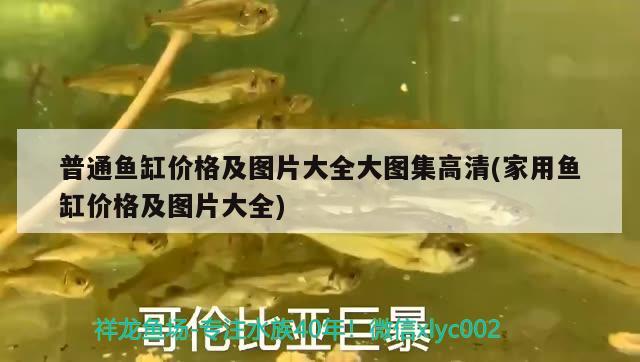 普通魚缸價(jià)格及圖片大全大圖集高清(家用魚缸價(jià)格及圖片大全) 白化火箭魚